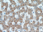 PTTG1IP Antibody in Immunohistochemistry (Paraffin) (IHC (P))