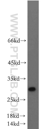 PTTG1IP Antibody in Western Blot (WB)