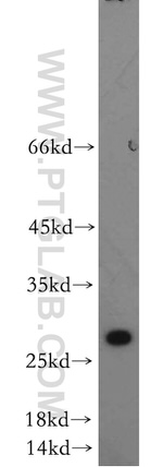 PTTG1IP Antibody in Western Blot (WB)