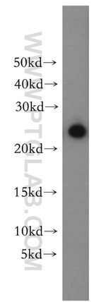 PTTG1IP Antibody in Western Blot (WB)