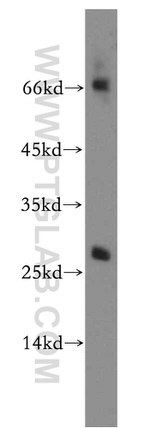 PTTG1IP Antibody in Western Blot (WB)