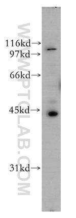 UBE2Q2 Antibody in Western Blot (WB)