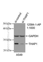 THAP1 Antibody in Western Blot (WB)