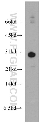 THAP1 Antibody in Western Blot (WB)