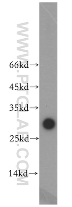 THAP1 Antibody in Western Blot (WB)