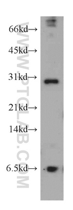 THAP1 Antibody in Western Blot (WB)