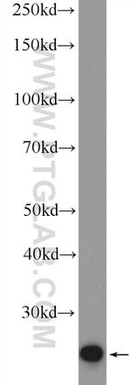 THAP1 Antibody in Western Blot (WB)