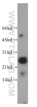 THAP1 Antibody in Western Blot (WB)