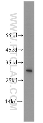 THAP1 Antibody in Western Blot (WB)