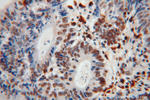 SAMHD1 Antibody in Immunohistochemistry (Paraffin) (IHC (P))