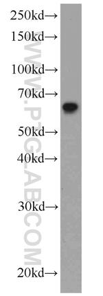 PDCD4 Antibody in Western Blot (WB)