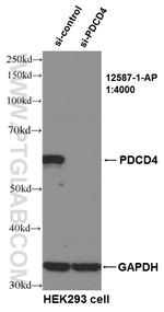 PDCD4 Antibody in Western Blot (WB)