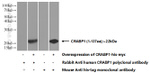 CRABP1 Antibody in Western Blot (WB)