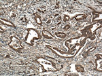 CDO1 Antibody in Immunohistochemistry (Paraffin) (IHC (P))