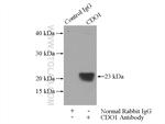 CDO1 Antibody in Immunoprecipitation (IP)