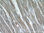 AKAP7 Antibody in Immunohistochemistry (Paraffin) (IHC (P))