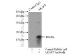 AKAP7 Antibody in Immunoprecipitation (IP)