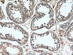 TSGA10 Antibody in Immunohistochemistry (Paraffin) (IHC (P))