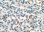 Integrin beta-1 Antibody in Immunohistochemistry (Paraffin) (IHC (P))