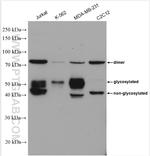 PANX1 Antibody in Western Blot (WB)