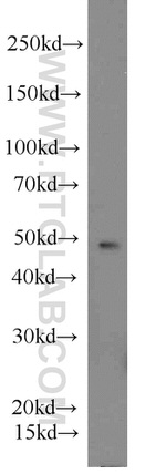 PANX1 Antibody in Western Blot (WB)