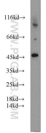 PANX1 Antibody in Western Blot (WB)