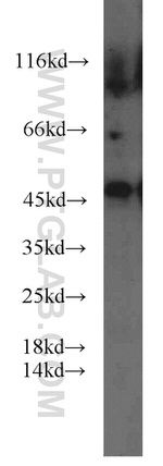 PANX1 Antibody in Western Blot (WB)