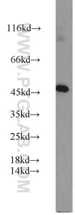 PANX1 Antibody in Western Blot (WB)