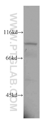 PANX1 Antibody in Western Blot (WB)