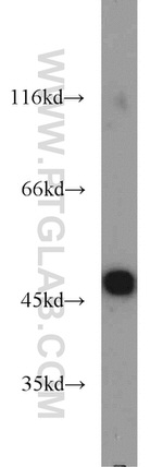 PANX1 Antibody in Western Blot (WB)