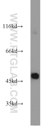 PANX1 Antibody in Western Blot (WB)