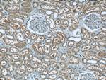 PANX1 Antibody in Immunohistochemistry (Paraffin) (IHC (P))