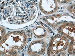 PANX1 Antibody in Immunohistochemistry (Paraffin) (IHC (P))