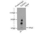 PANX1 Antibody in Immunoprecipitation (IP)