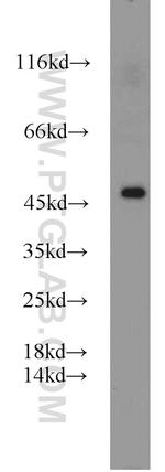 PANX1 Antibody in Western Blot (WB)