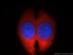 OLFM3 Antibody in Immunocytochemistry (ICC/IF)