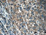 OLFM3 Antibody in Immunohistochemistry (Paraffin) (IHC (P))