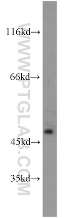 OLFM3 Antibody in Western Blot (WB)