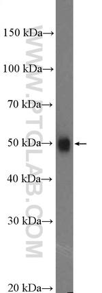 OLFM3 Antibody in Western Blot (WB)