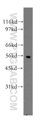 OLFM3 Antibody in Western Blot (WB)