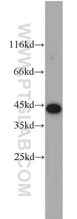 OSCP1 Antibody in Western Blot (WB)