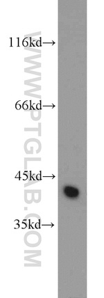 OSCP1 Antibody in Western Blot (WB)