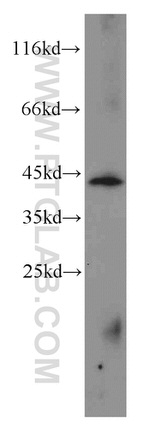 OSCP1 Antibody in Western Blot (WB)