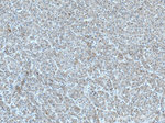 CTBS Antibody in Immunohistochemistry (Paraffin) (IHC (P))