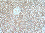 GCLC Antibody in Immunohistochemistry (Paraffin) (IHC (P))