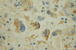 MAOB Antibody in Immunohistochemistry (Paraffin) (IHC (P))