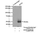 IFIT2 Antibody in Immunoprecipitation (IP)