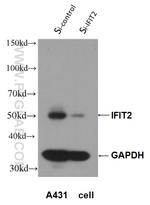 IFIT2 Antibody in Western Blot (WB)