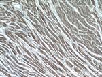 GUCY1A3 Antibody in Immunohistochemistry (Paraffin) (IHC (P))