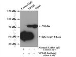 VPS45 Antibody in Immunoprecipitation (IP)